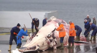 Starfsmenn Hvals hf. geta vali&eth; &aacute; milli Verkal&yacute;&eth;sf&eacute;lags Akraness og St&eacute;ttarf&eacute;lags Vesturlands