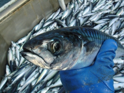 Ver&eth; &aacute; makr&iacute;l &iacute; Noregi 125% h&aelig;rra en &aacute; &Iacute;slandi - er ma&eth;kur &iacute; mysunni?